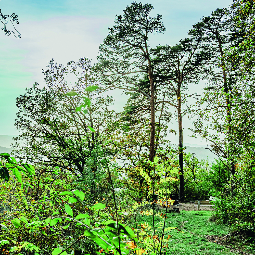 Hochwald Feuerstelle Tannenflue