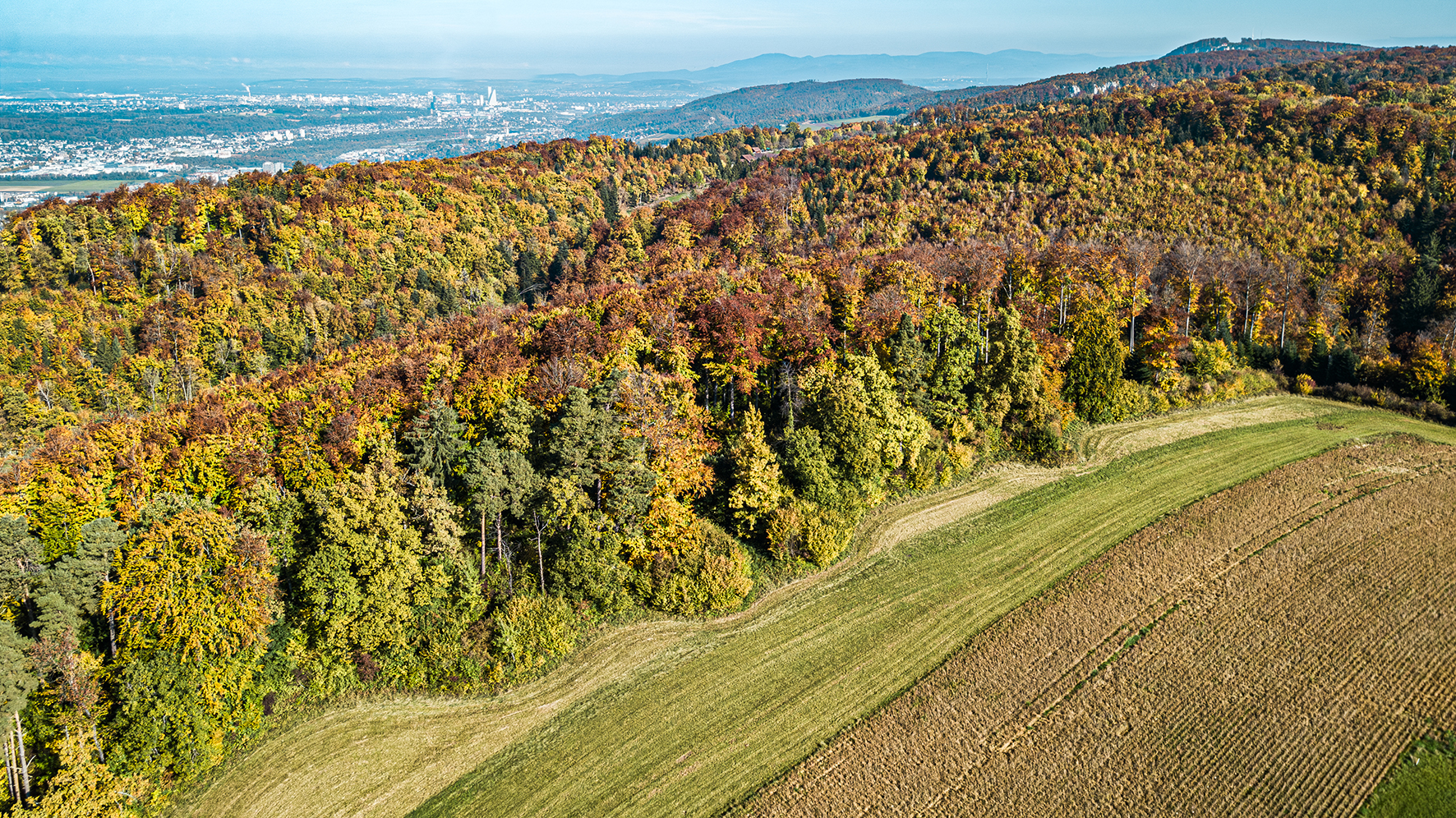 Hochwald Waldrand